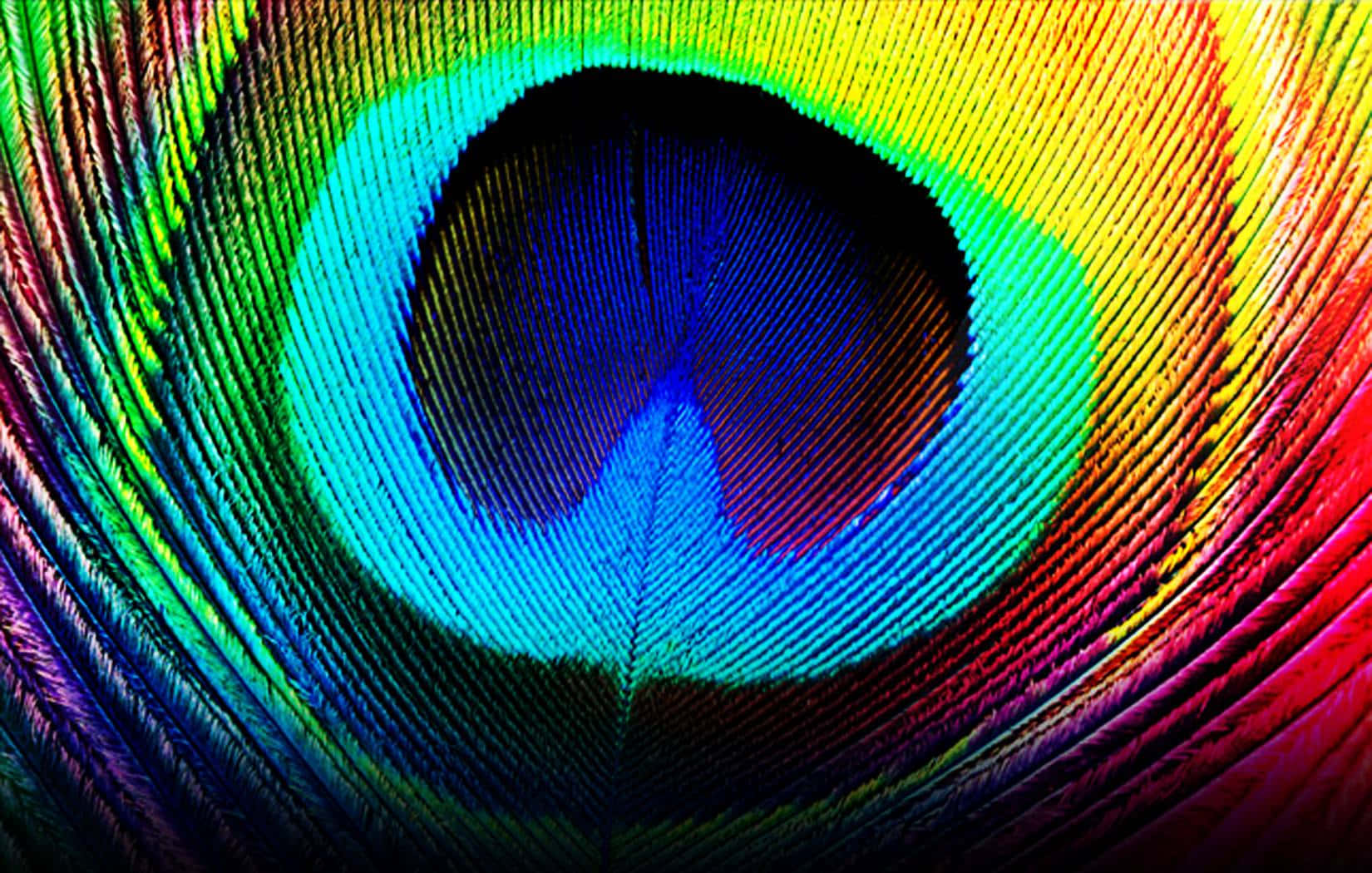 Image  Two Colored Peacock Feather
