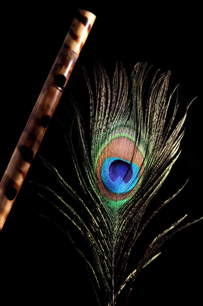 A stunning Peacock feather on a bed of grass
