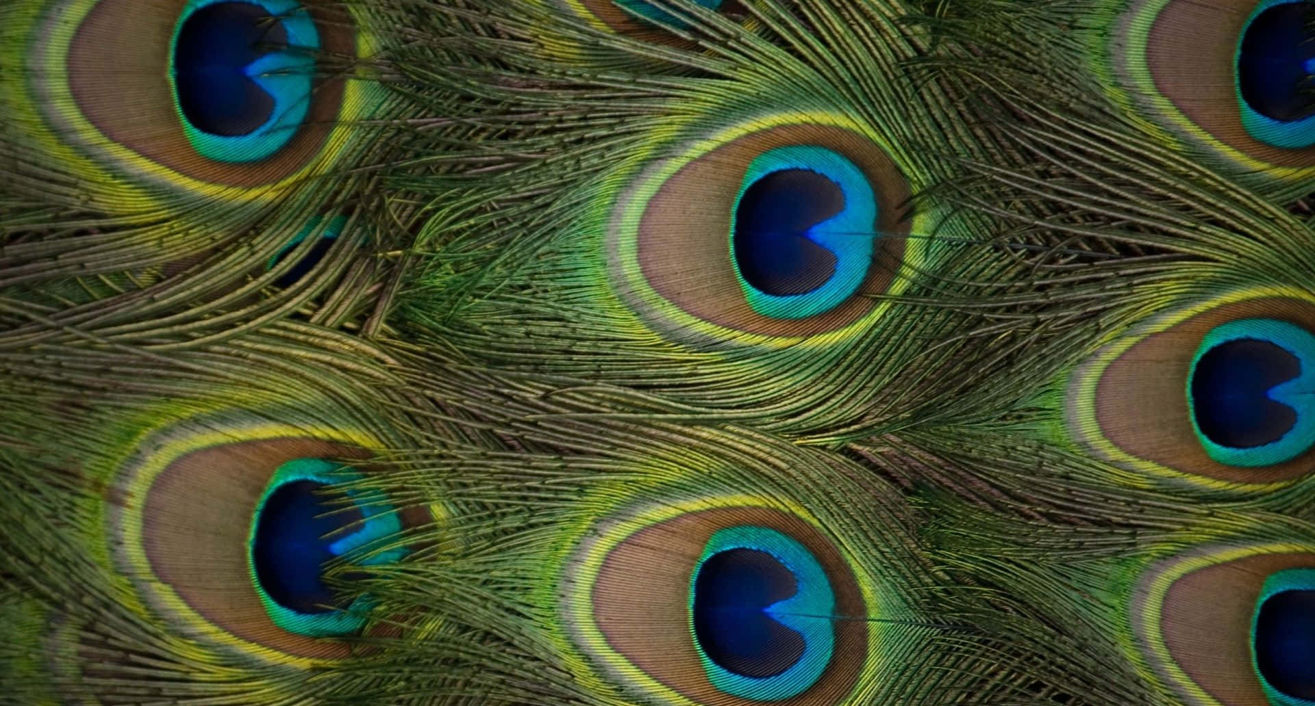 Peacock Feathers With Blue Eyes