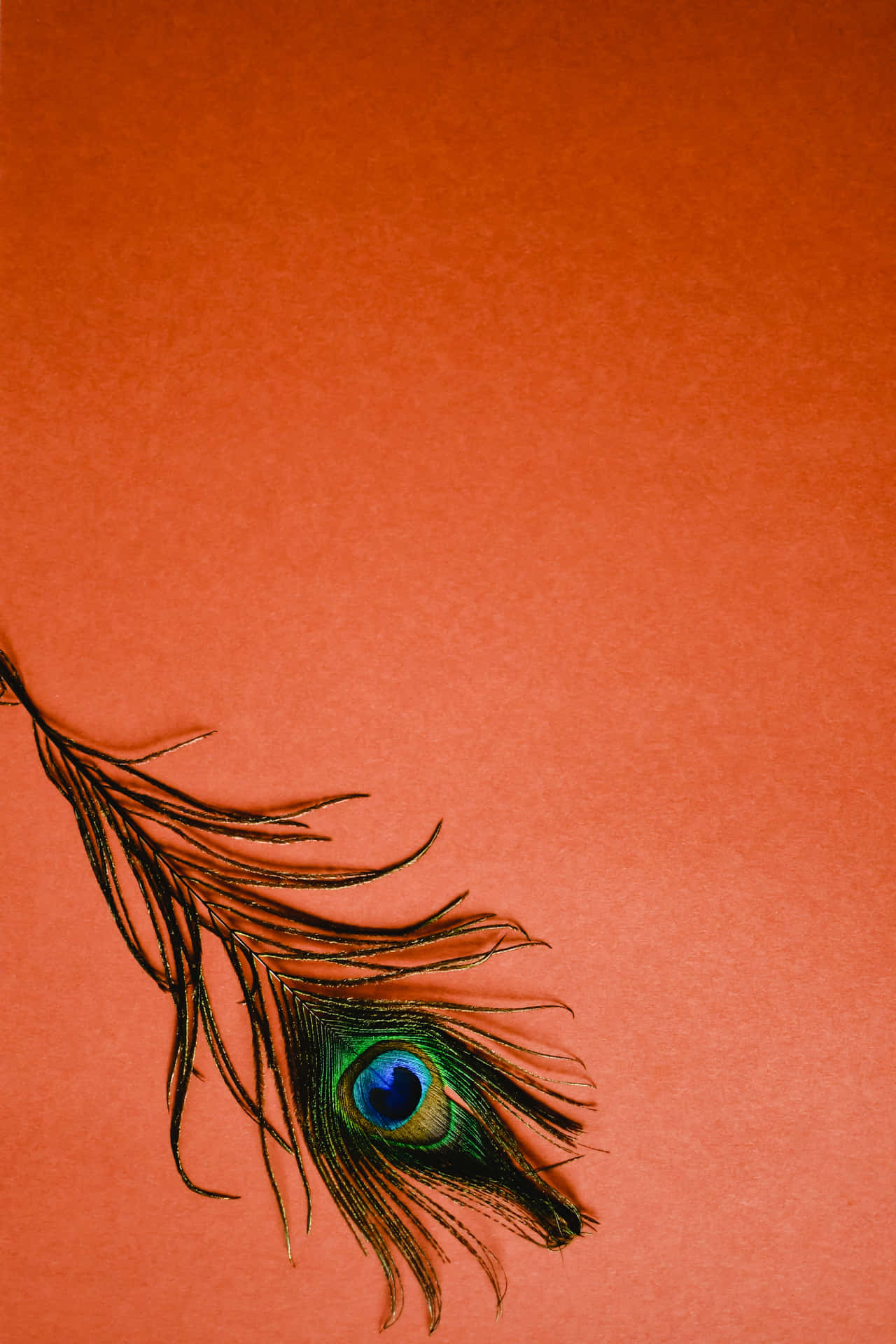 Peacock Featheron Red Background Wallpaper