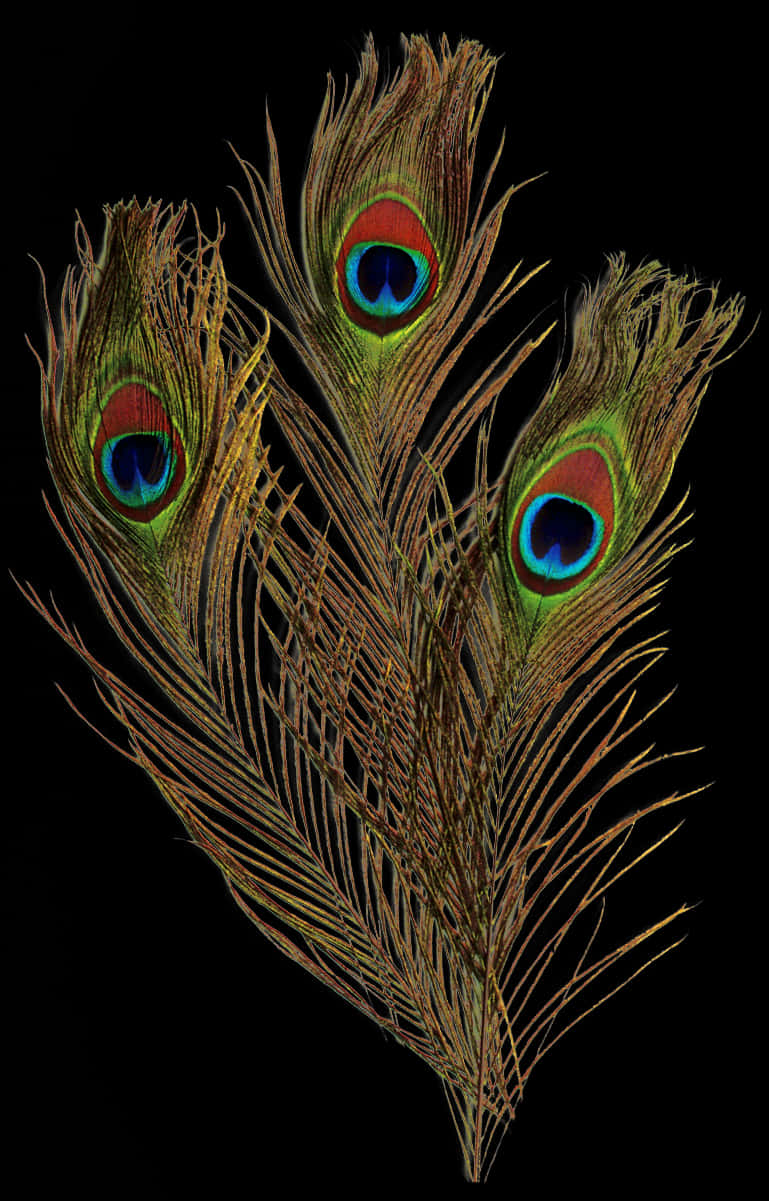 Peacock Feathers Black Background PNG