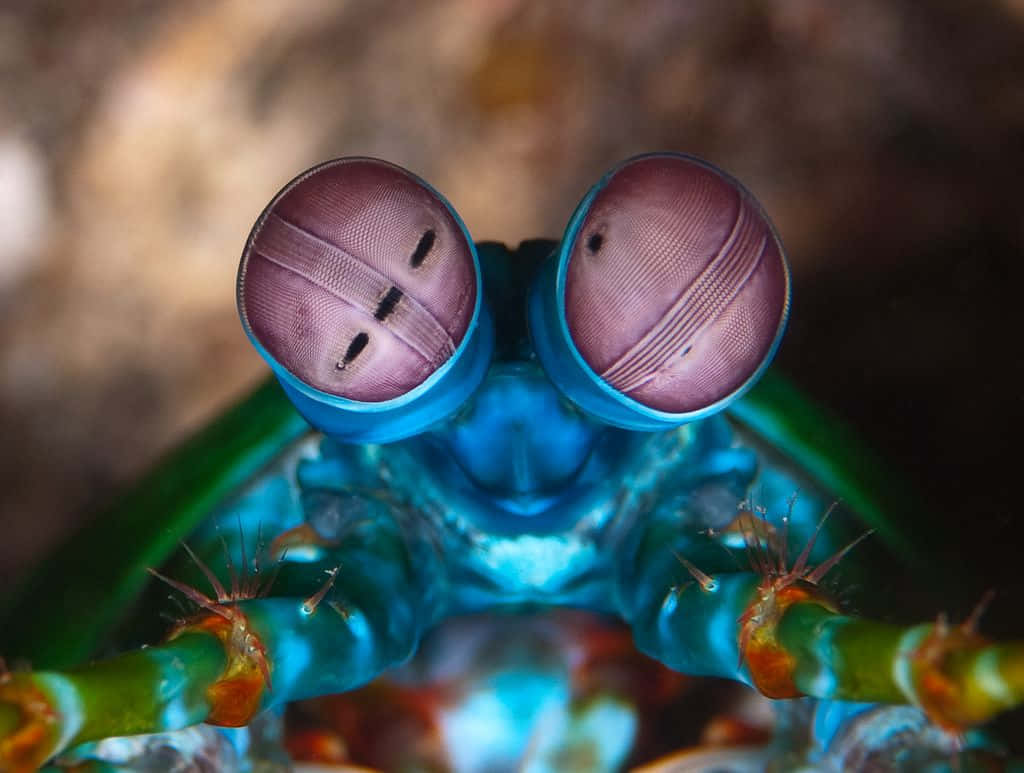 Peacock Mantis Shrimp Close Up Wallpaper