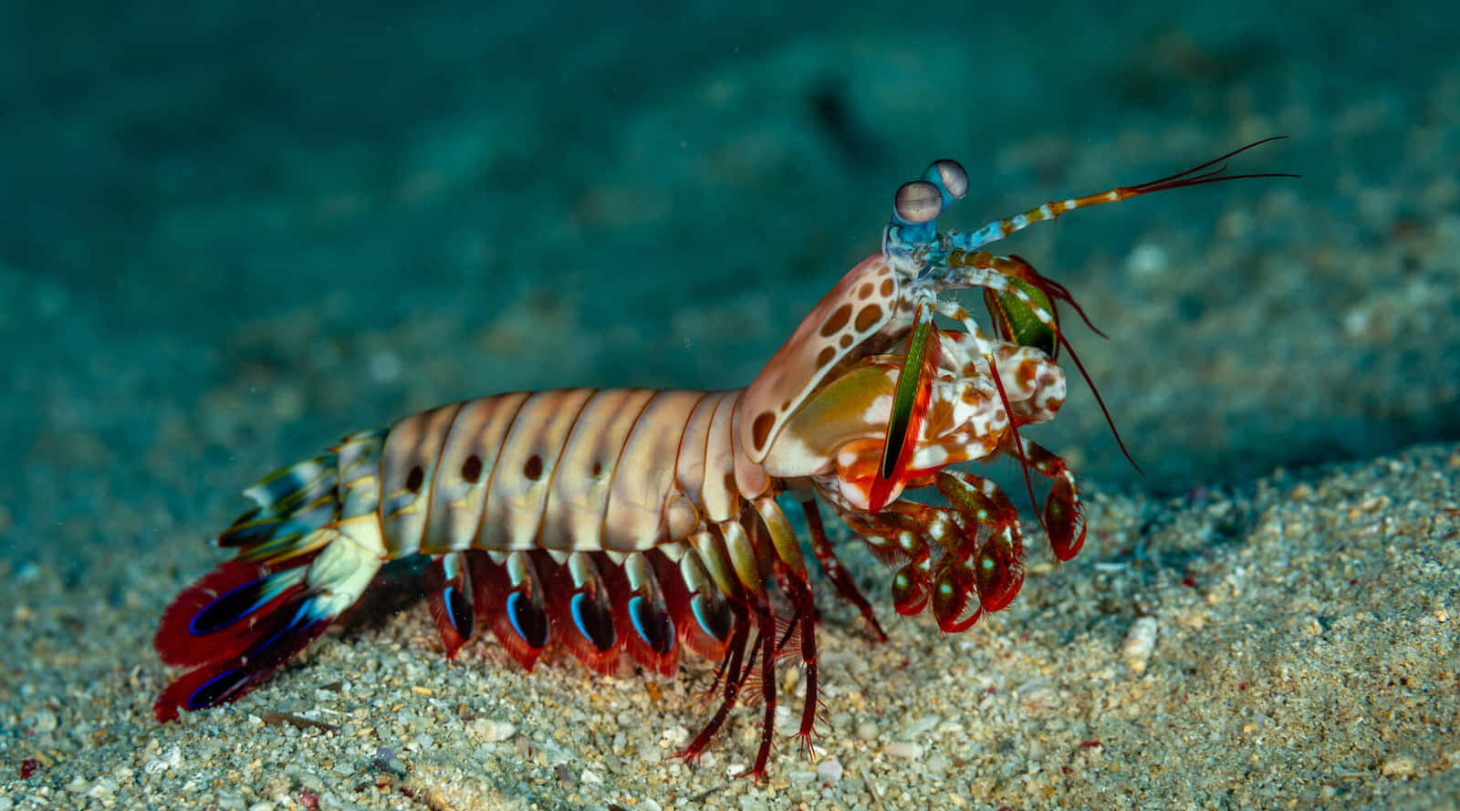 Peacock Mantis Shrimp Ocean Floor Wallpaper