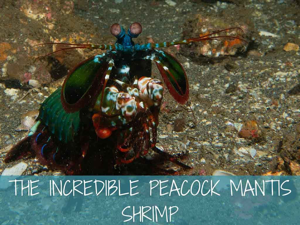 Peacock Mantis Shrimp Underwater Wallpaper