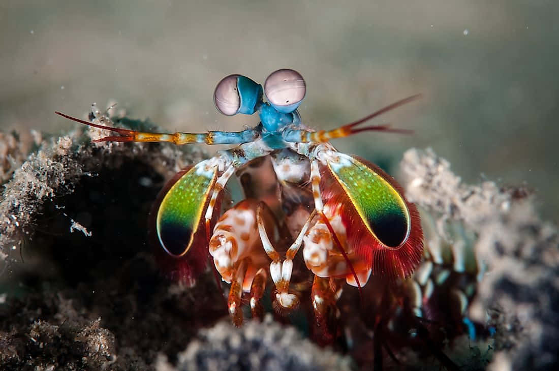 Peacock Mantis Shrimpin Habitat.jpg Wallpaper