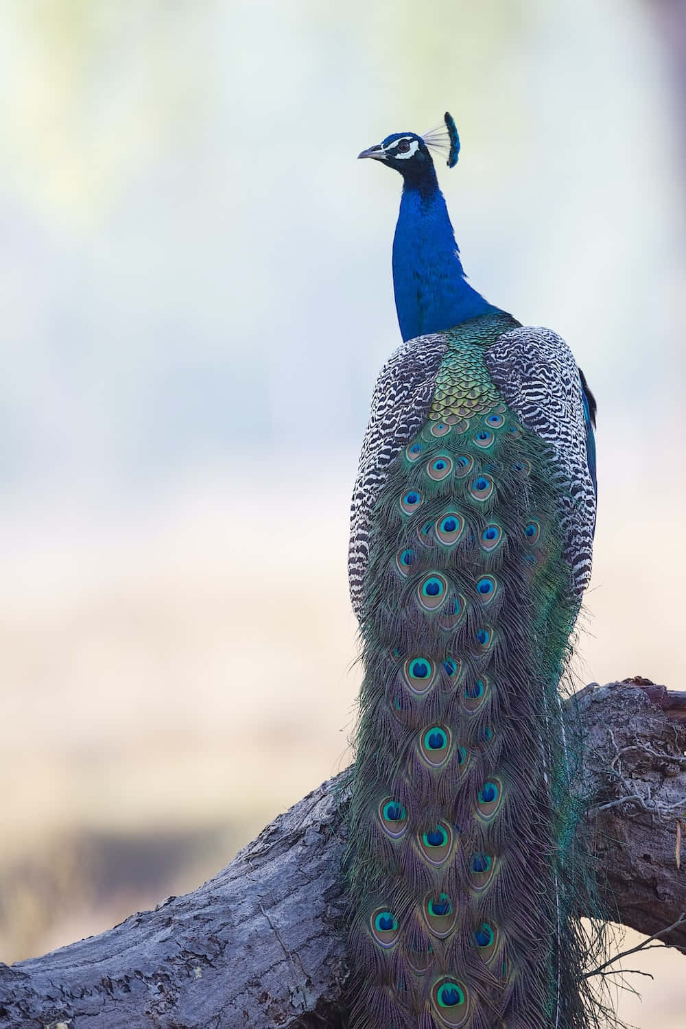 A majestic peacock stands tall, showing off its beautiful feathers.