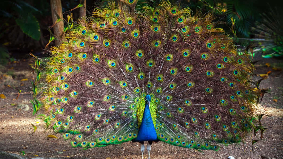 Image  “A Majestic Peacock Displaying Its Tail Feathers”