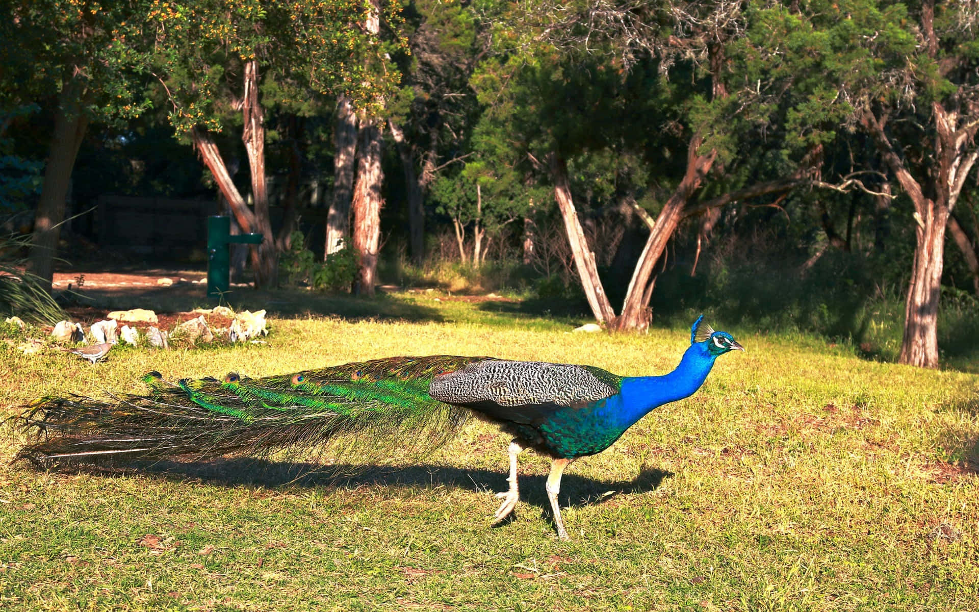 Vivid and Colorful Peacock in Nature