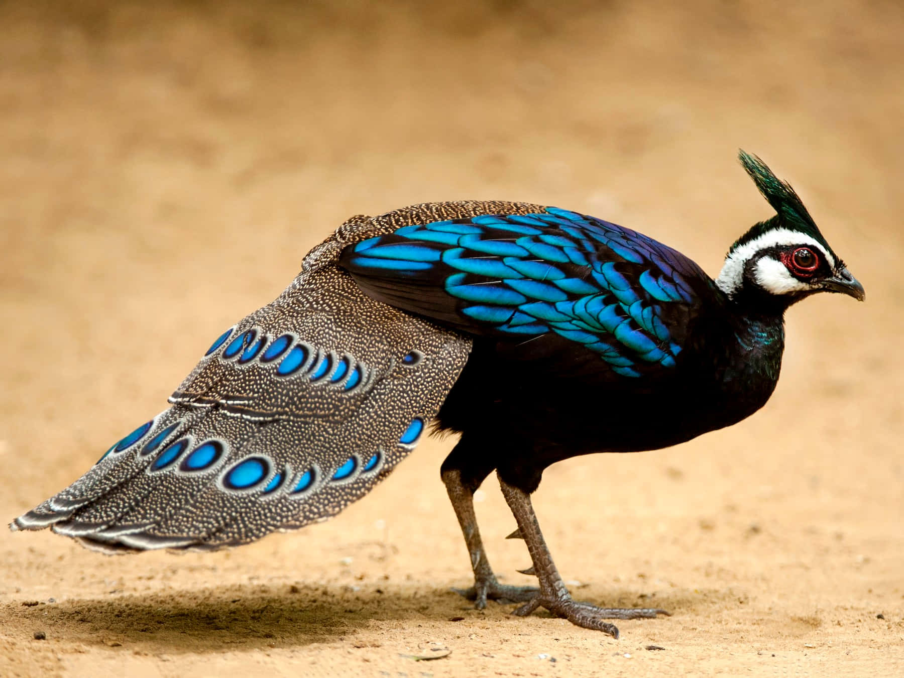 Image  Colorful Peacock