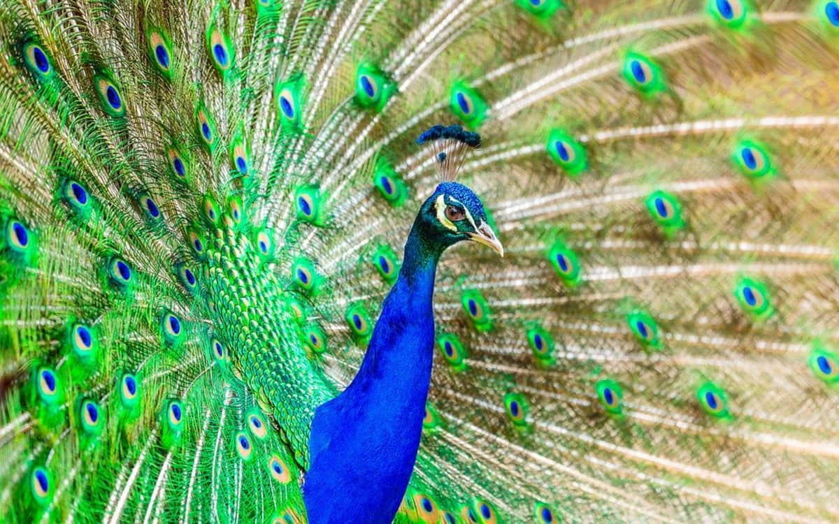 An elegant peacock showcases its stunningly beautiful feathers