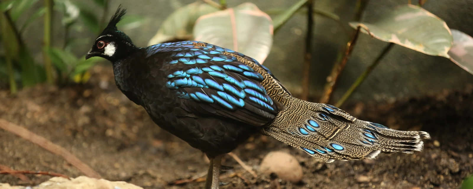 A beautiful, dazzling peacock