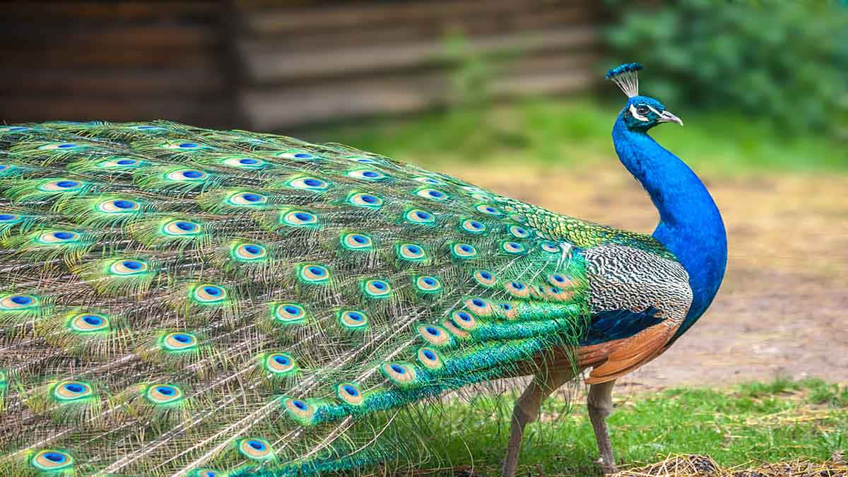 The vibrant colors of a peacock's tail feathers.