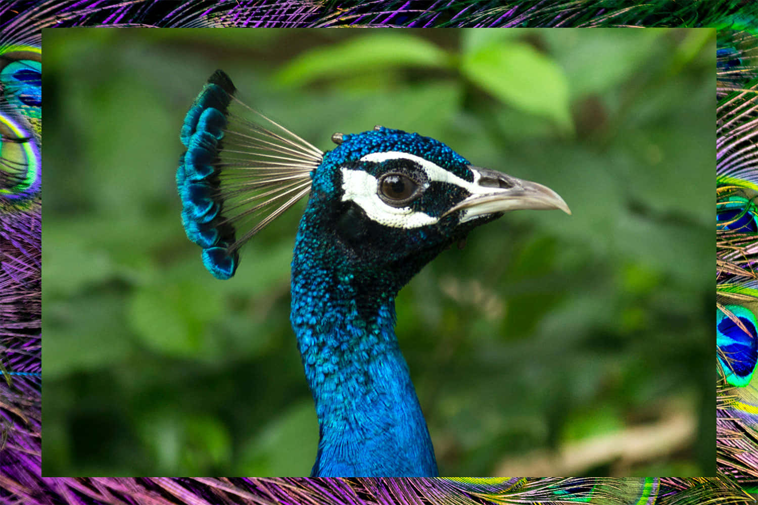 featherless peacock