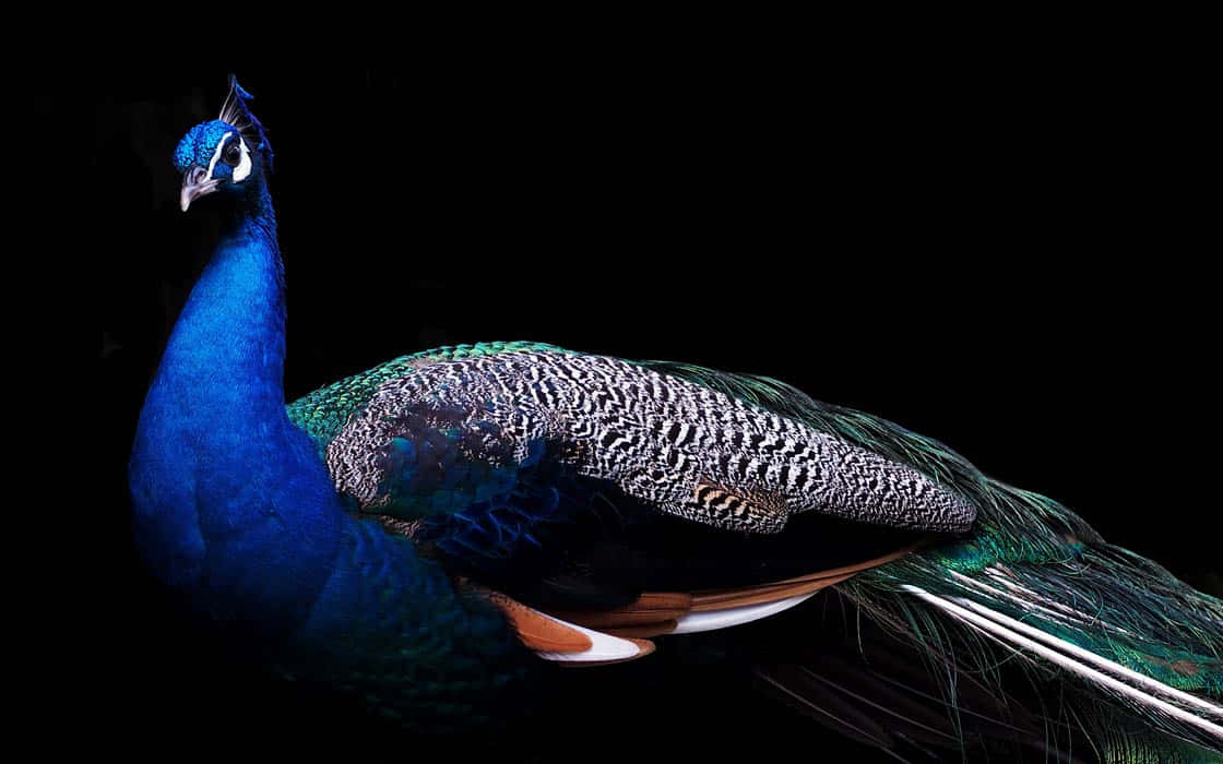 Exotic and exotic Indian peacock