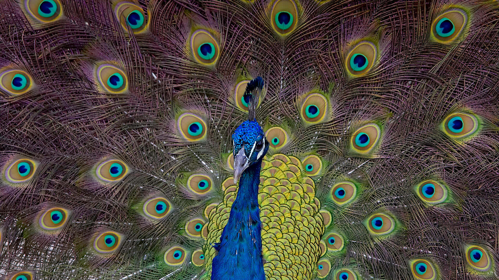 A proud peacock displays its beautiful feathers.