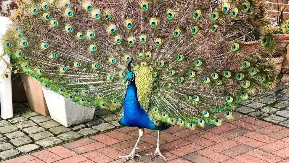 A magnificent peacock taking a stroll in the garden