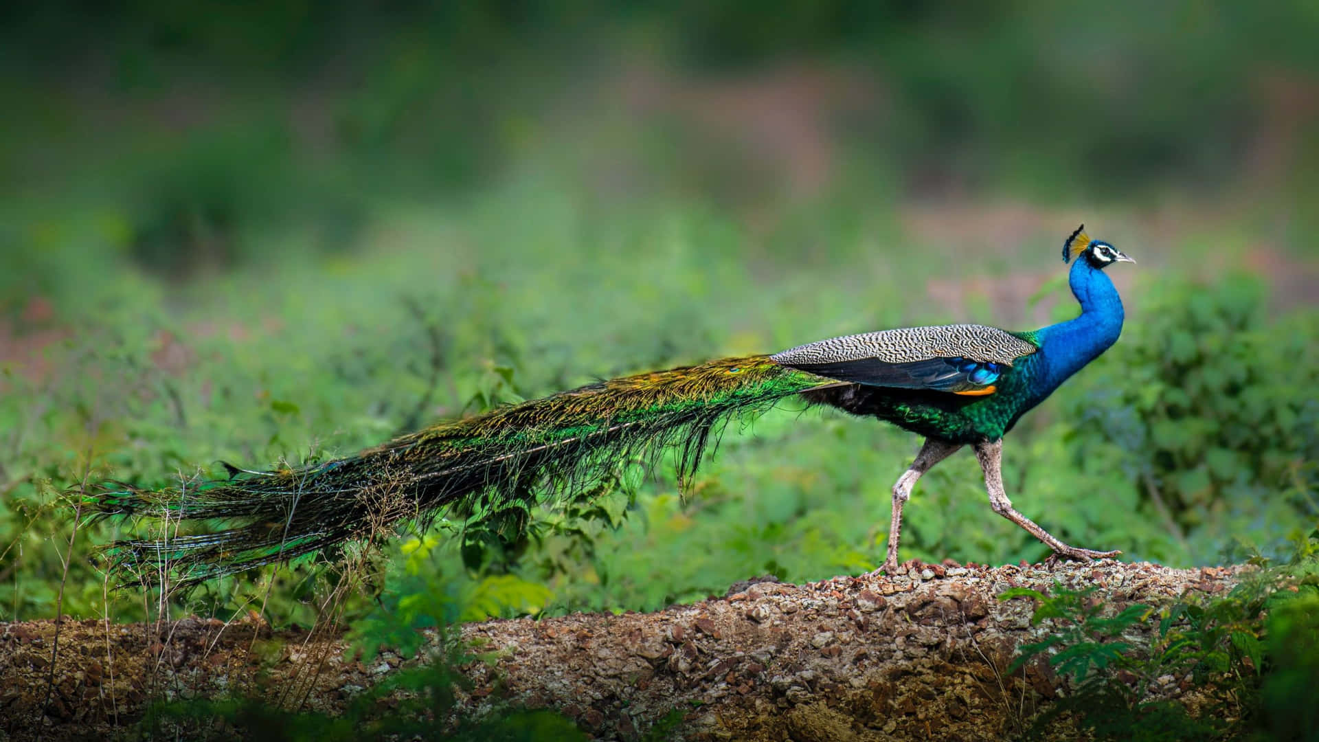Brilliantly Colored Peacock in Its Natural Setting