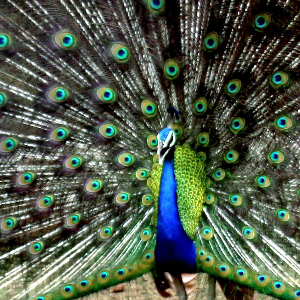 Majestätiskpåfågel Sprider Ut Sina Färgglada Fjädrar