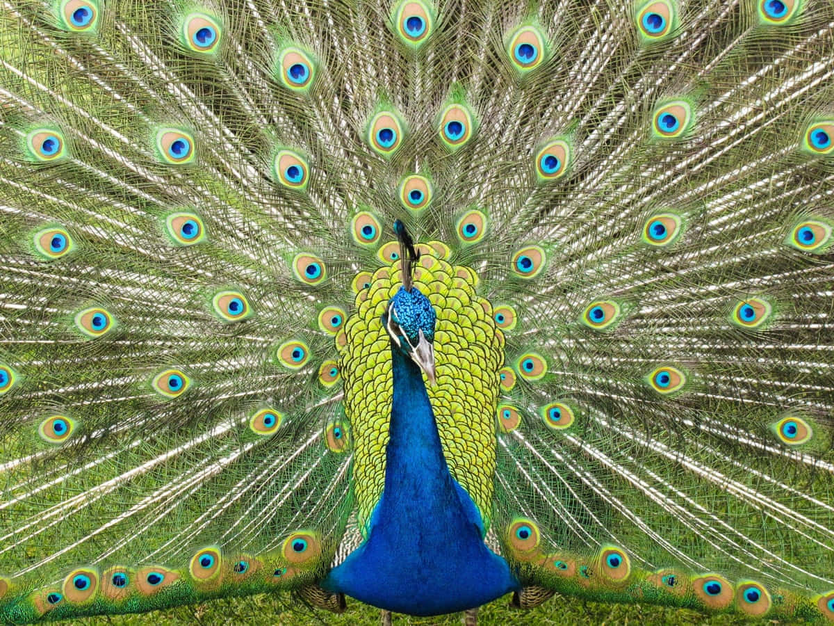 A brightly colored peacock displaying its impressive tail feathers
