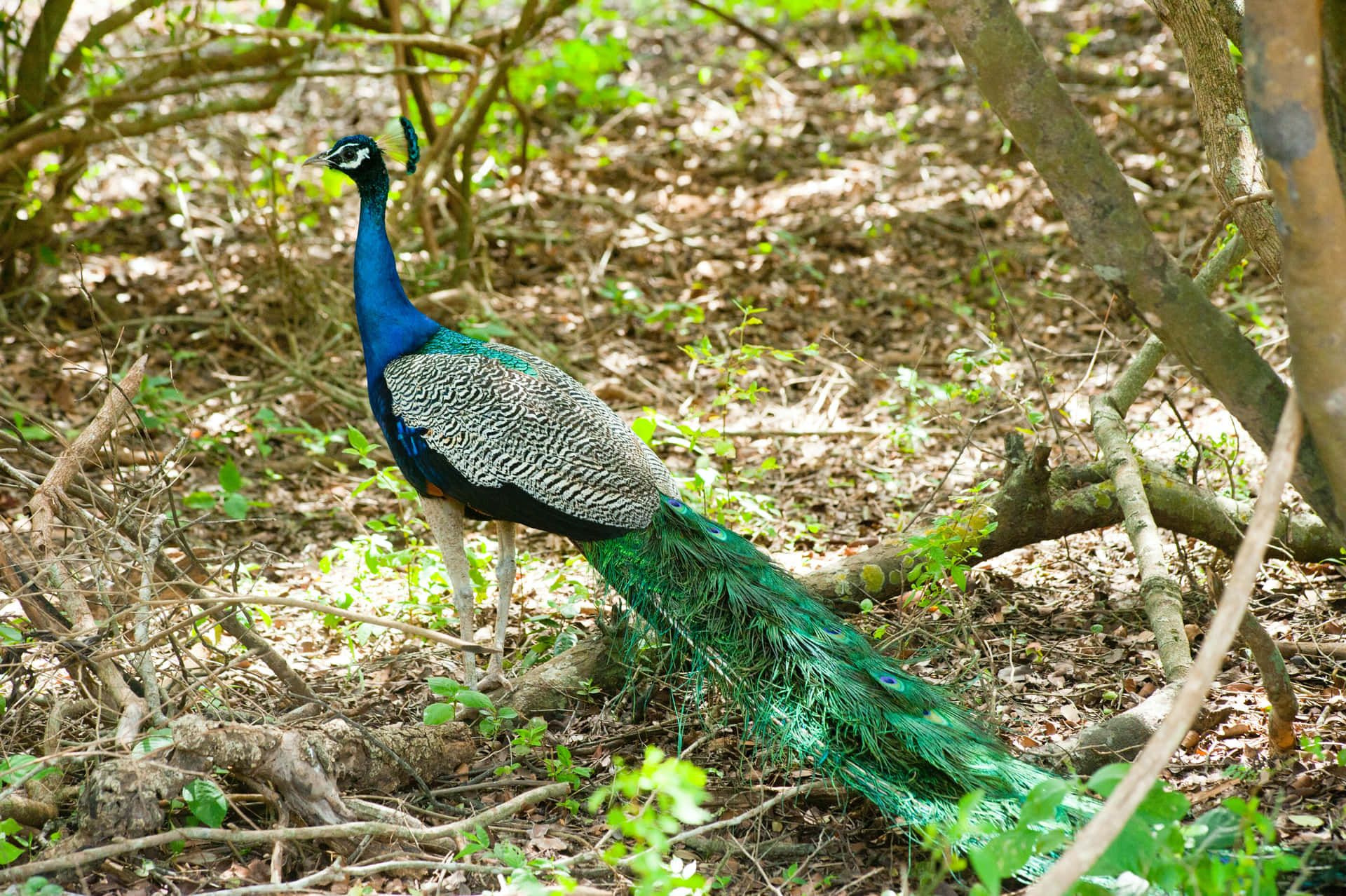 Brilliant colors of a majestic peacock.