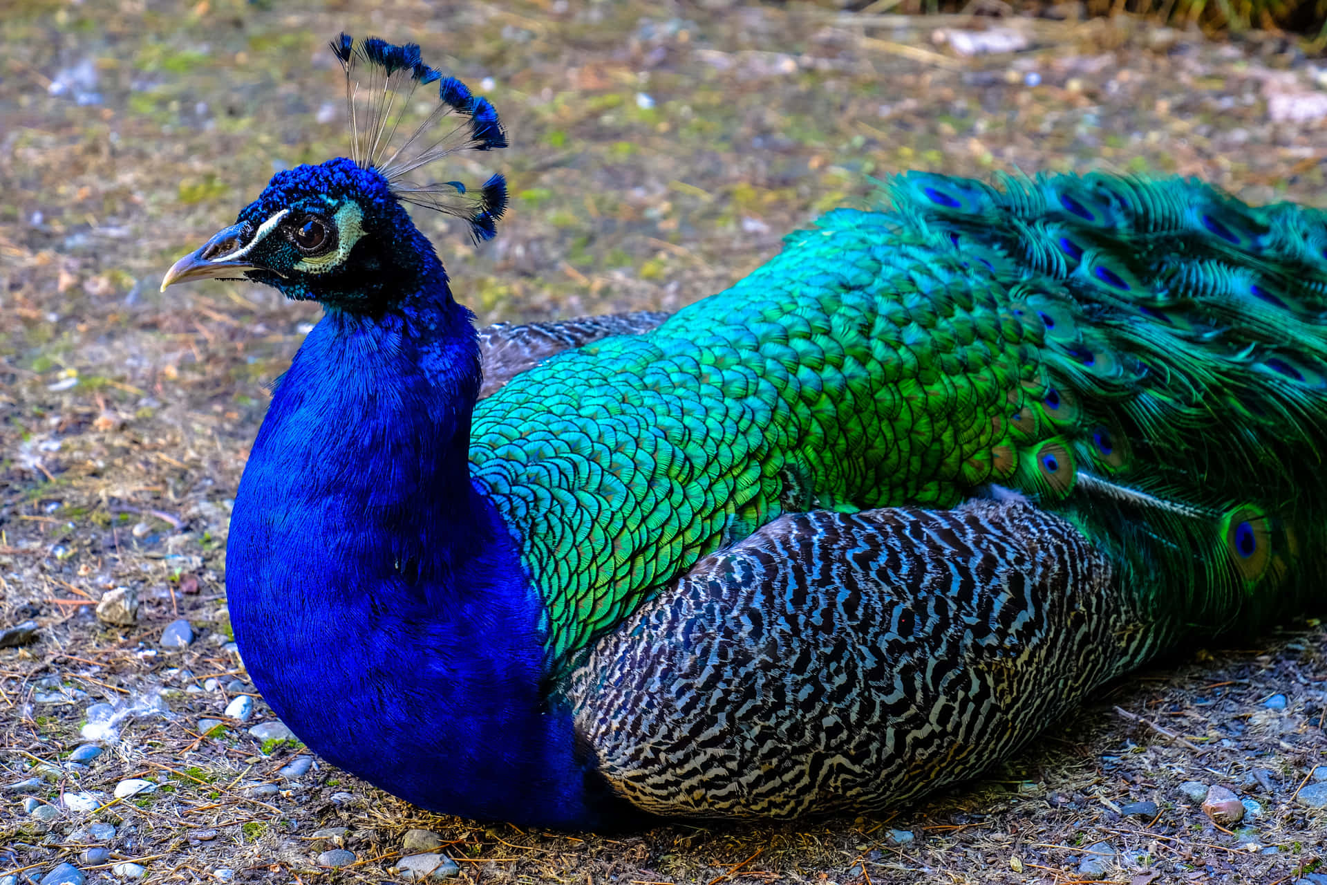 An elegant and graceful peacock flaunts its majestic plumage.