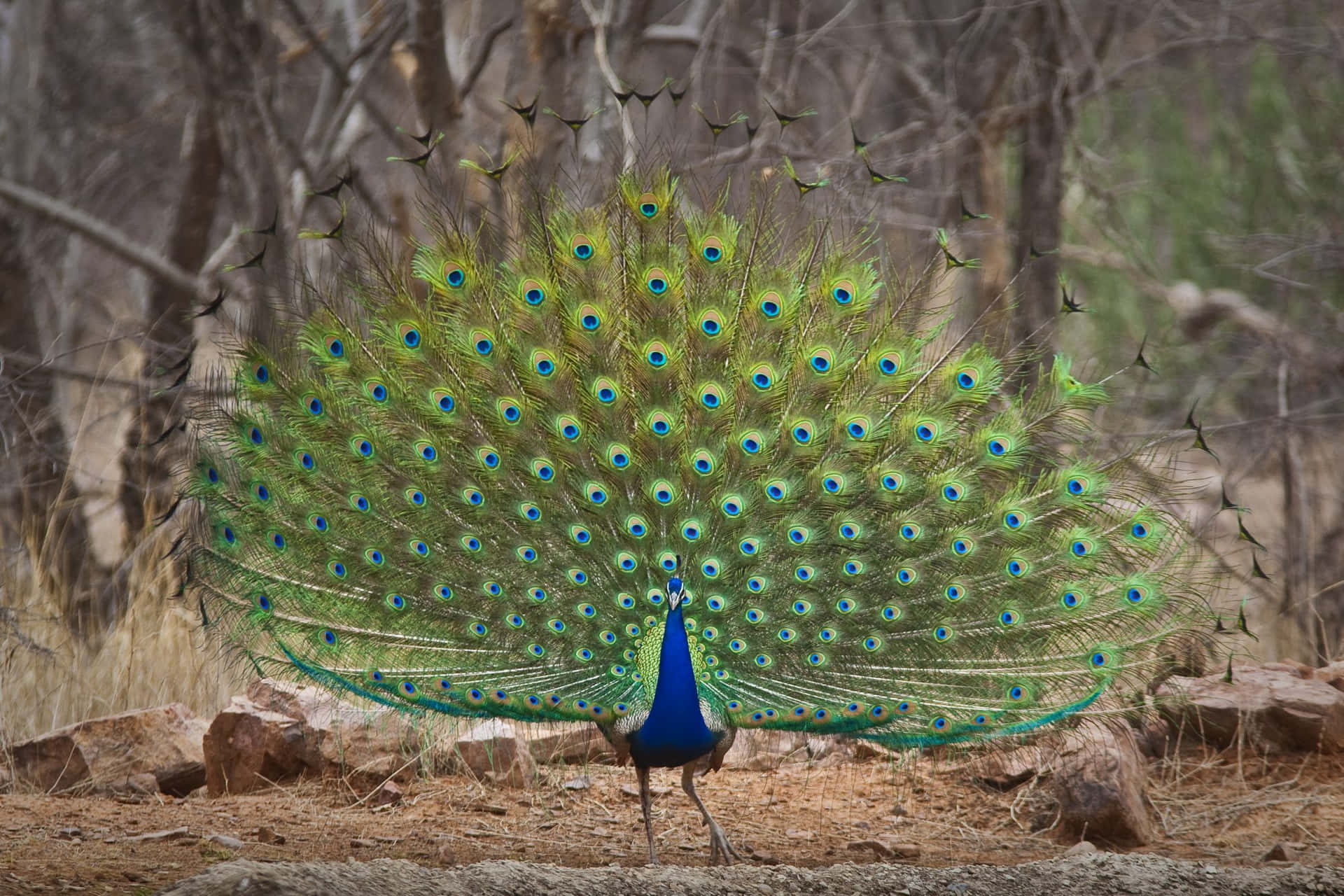 A majestic peacock displaying its impressive tail.