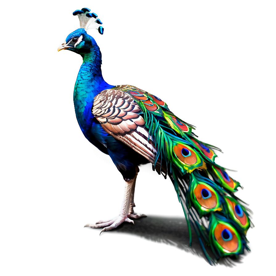 Download Peacock Profile Side View Png Ehq13 | Wallpapers.com