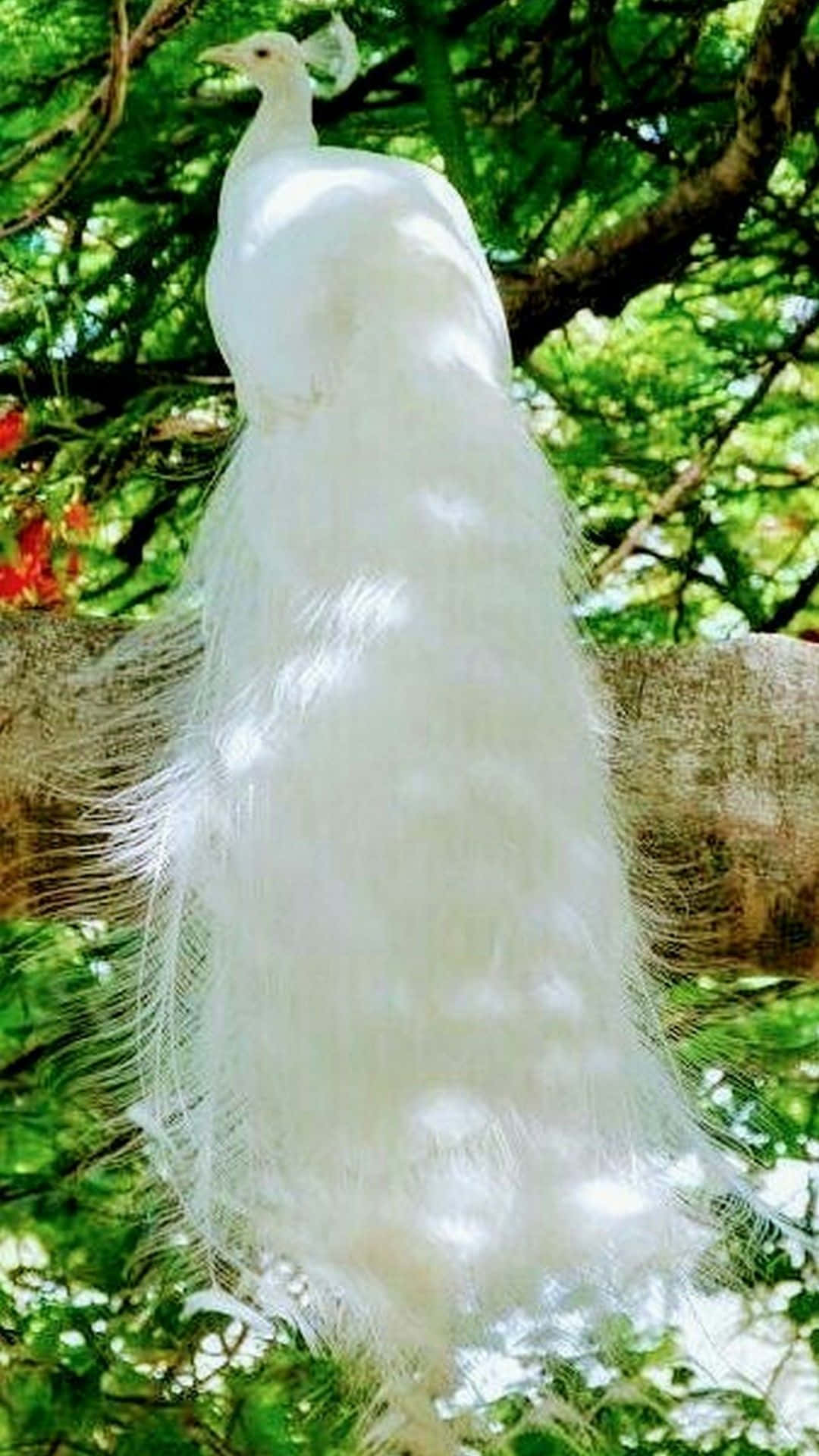 Peacock Showcasing Its Vibrant Plumage