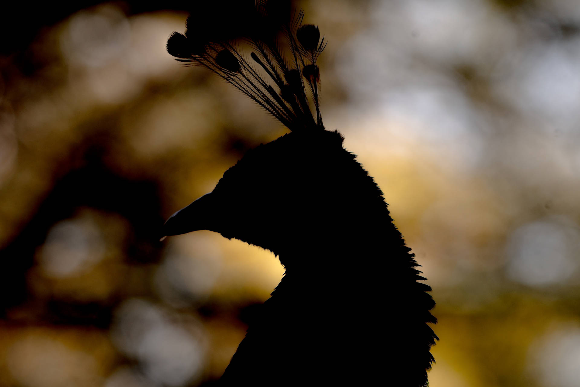 Peacock Silhouette Awesome Animal Wallpaper