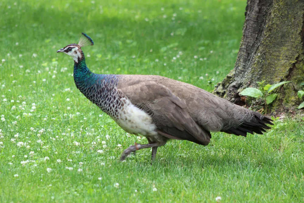 Peacock Walking In The Grass Near A Tree