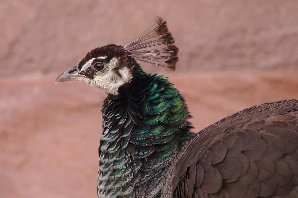 The Regal Peahen Struts Her Stunning Feathers