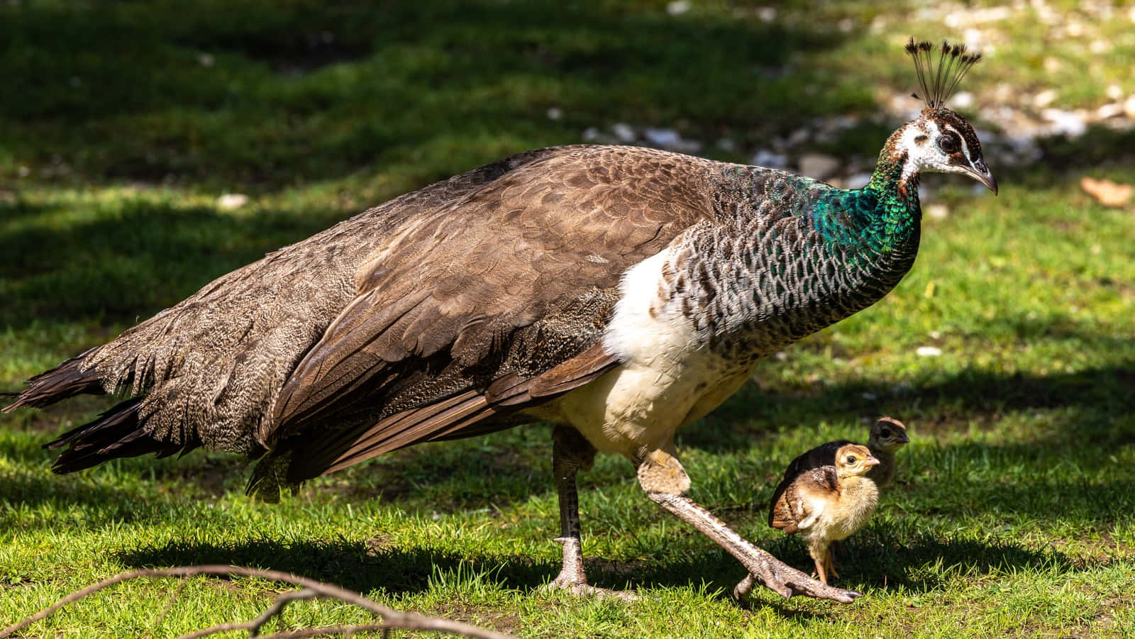 Majestic Beauty of the Peahen