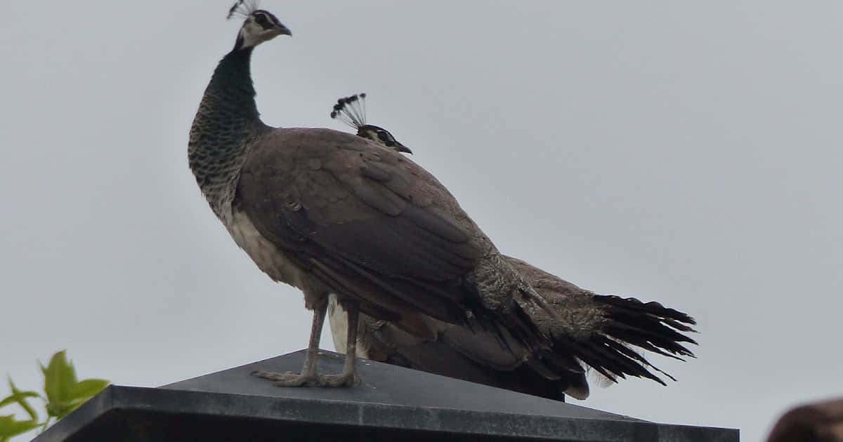 A beautiful Peahen perched atop a tree