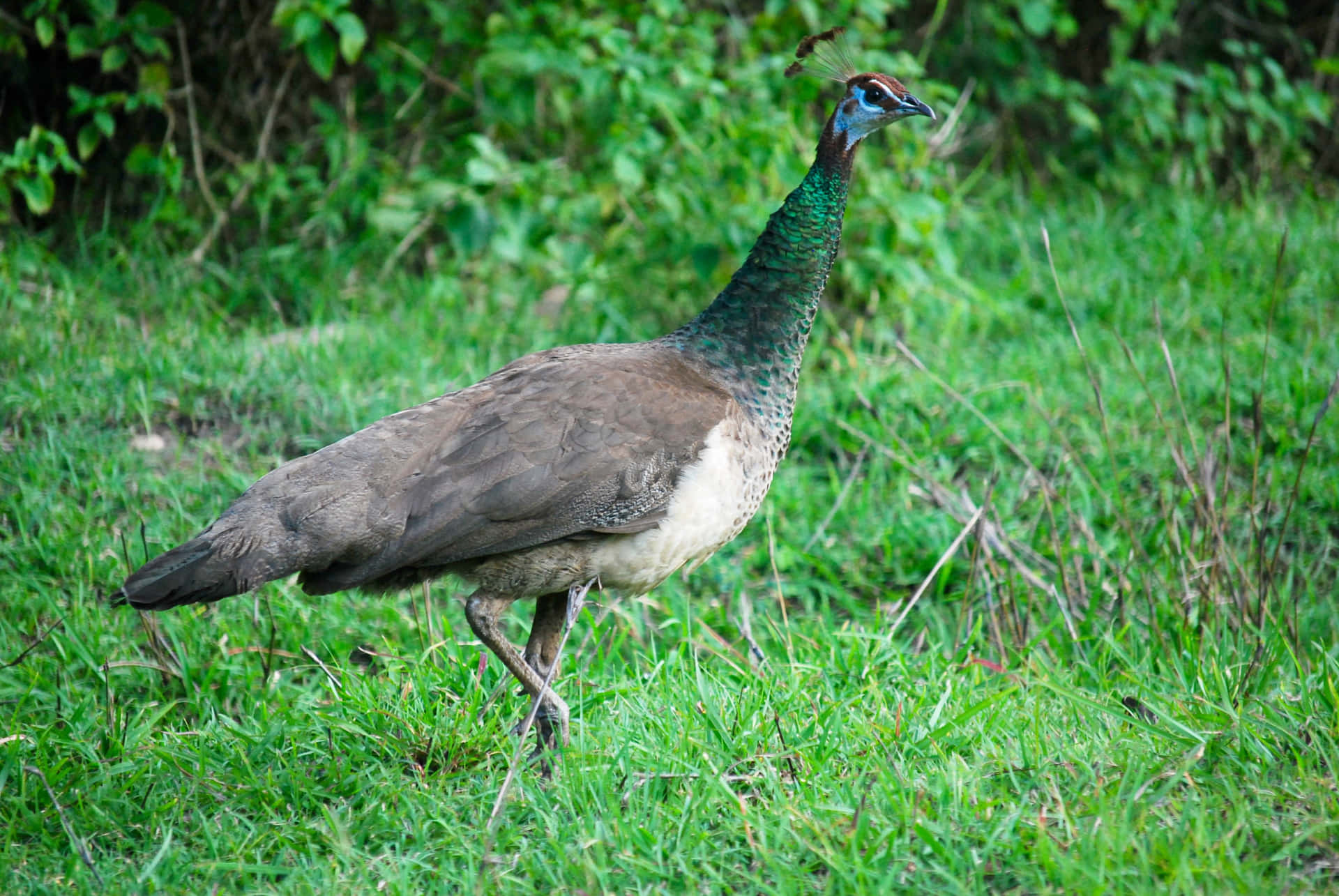 A Peahen Standing Proud