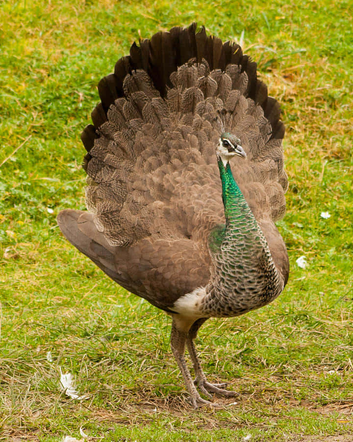Close-up of a beautiful peahen on a grassy hill