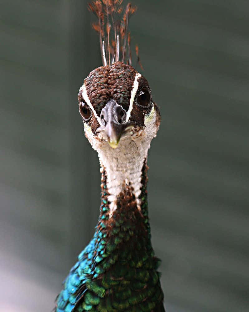 Look At This Majestic Peahen