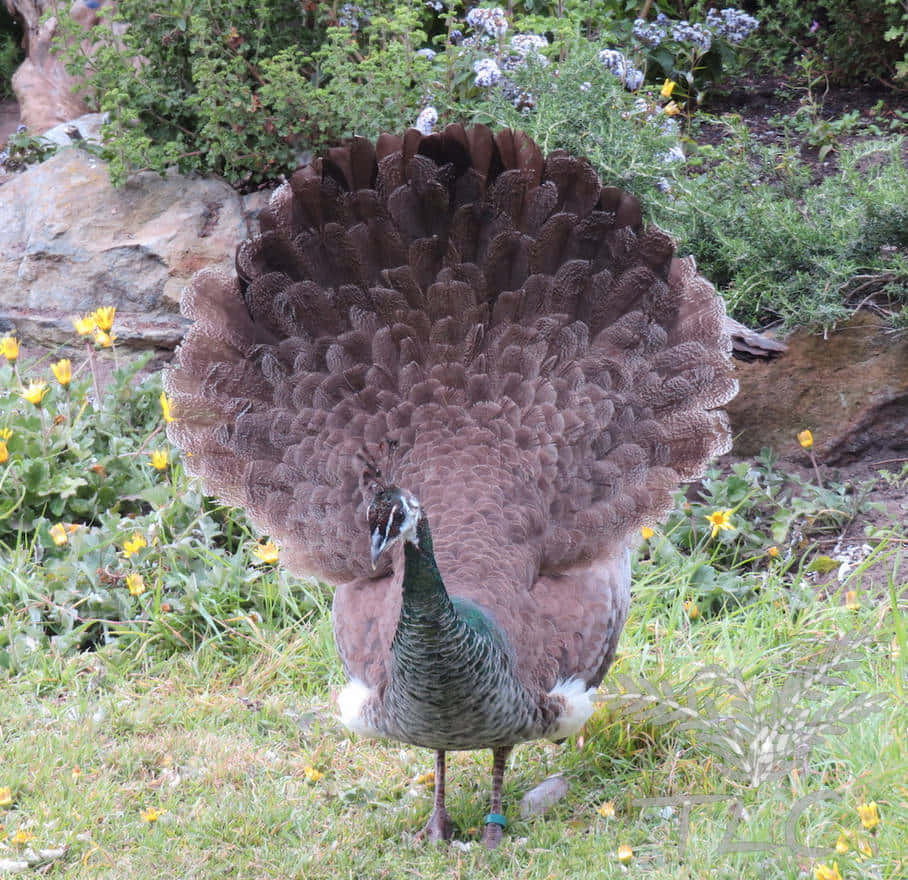 The Peahen Preening in the Park