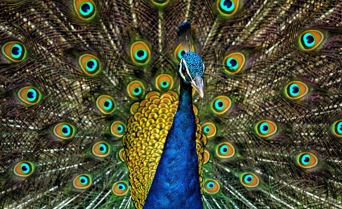 peacock with blue feathers