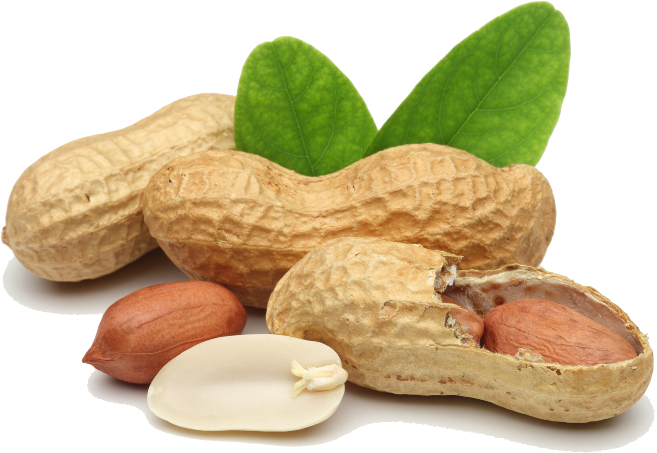 Peanuts_with_ Leaves PNG