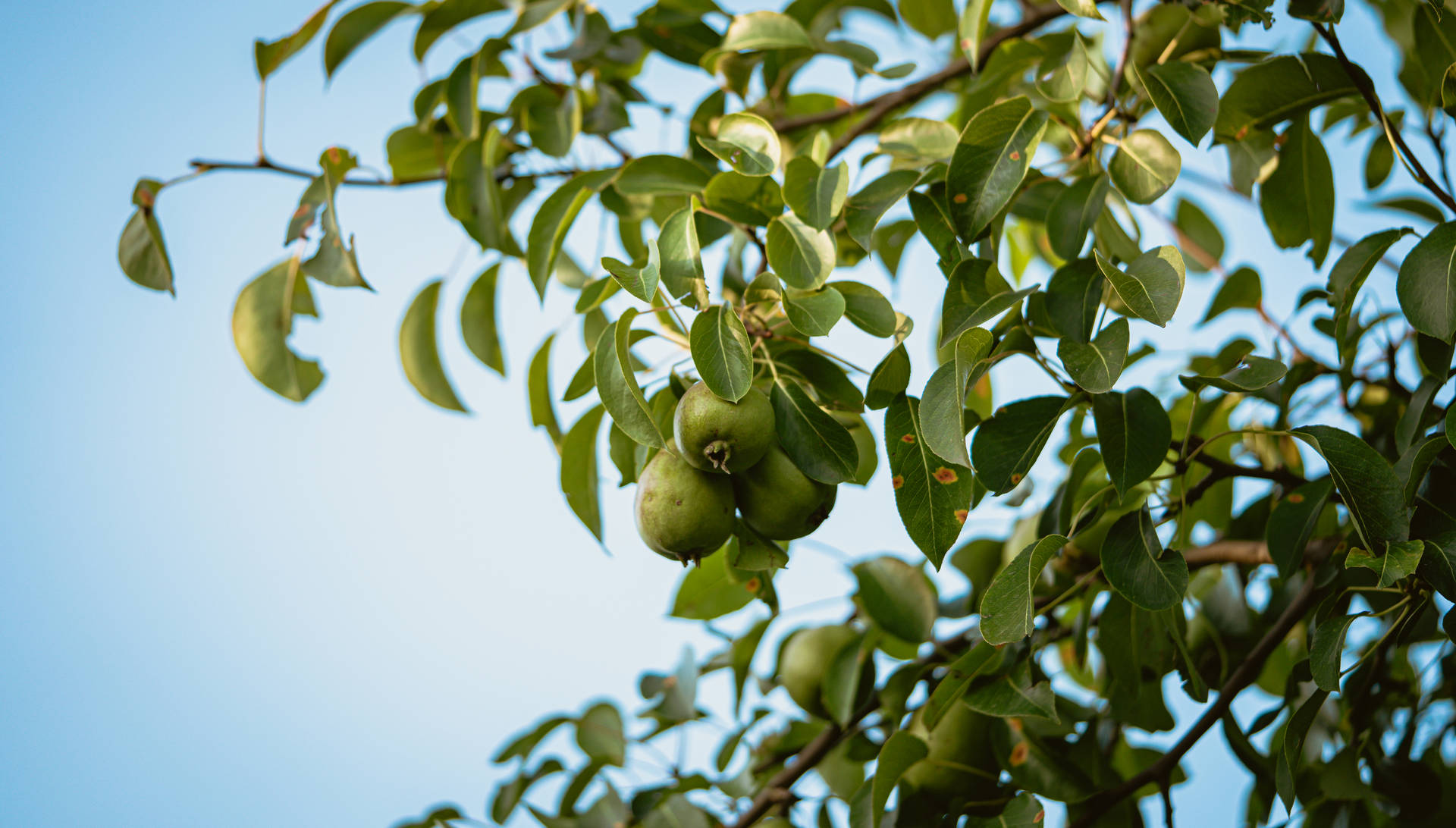 Pear Fruits On Tree Wallpaper
