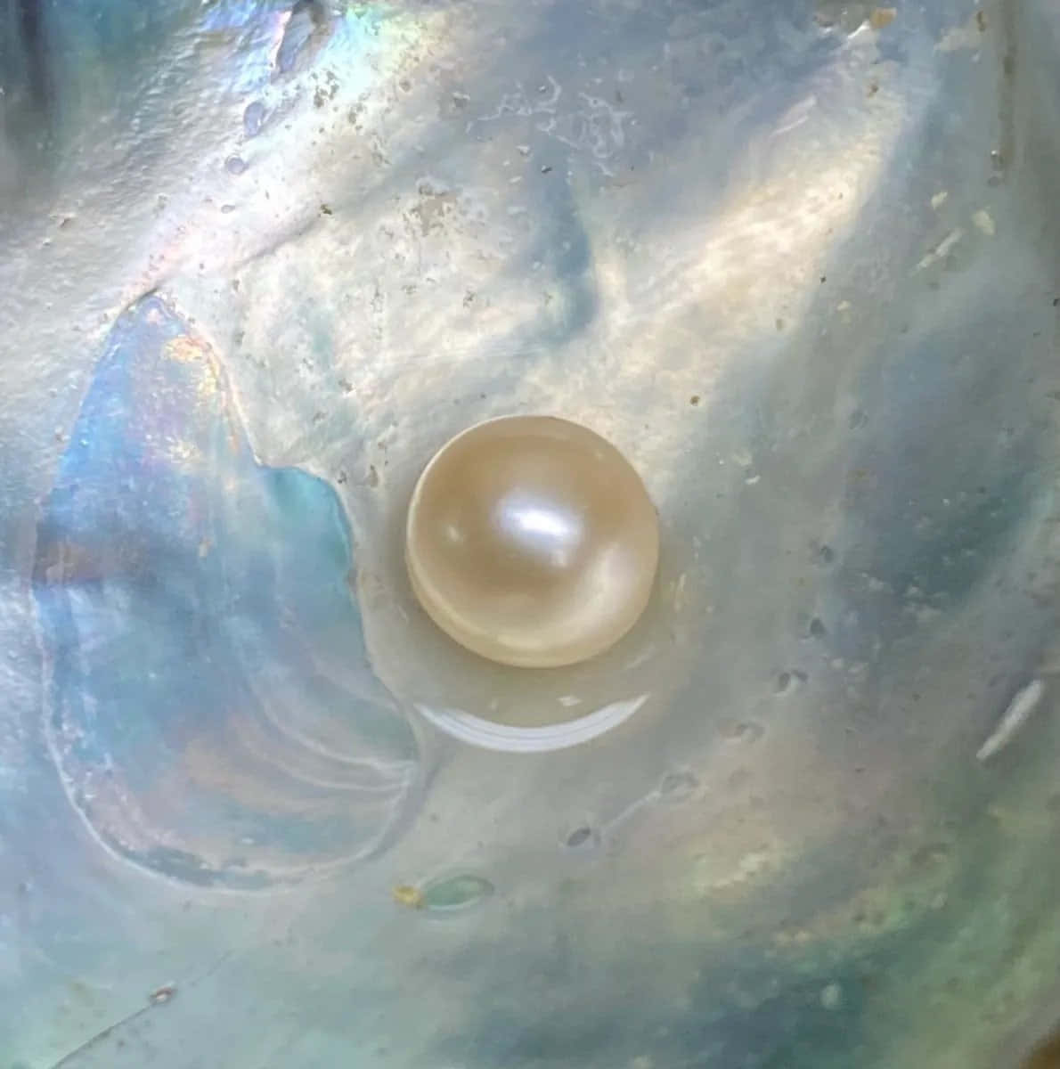 Eineästhetische Perle Vor Einem Neutralen Hintergrund