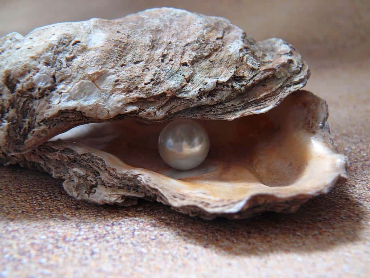Lustrous Pearl