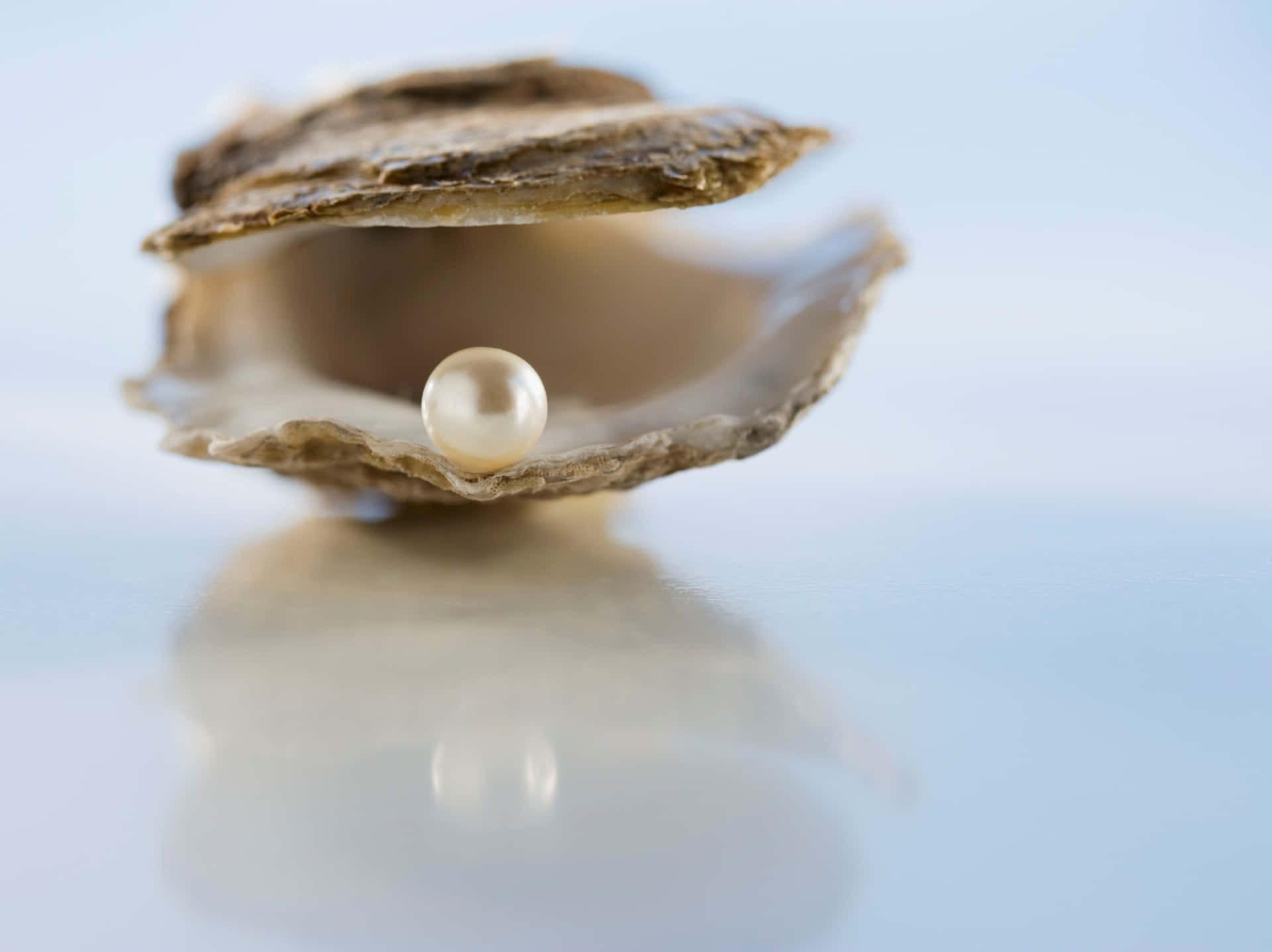Einehülle Natürlicher Schönheit, Die Strahlende Perle Ist Ein Symbol Für Luxus.