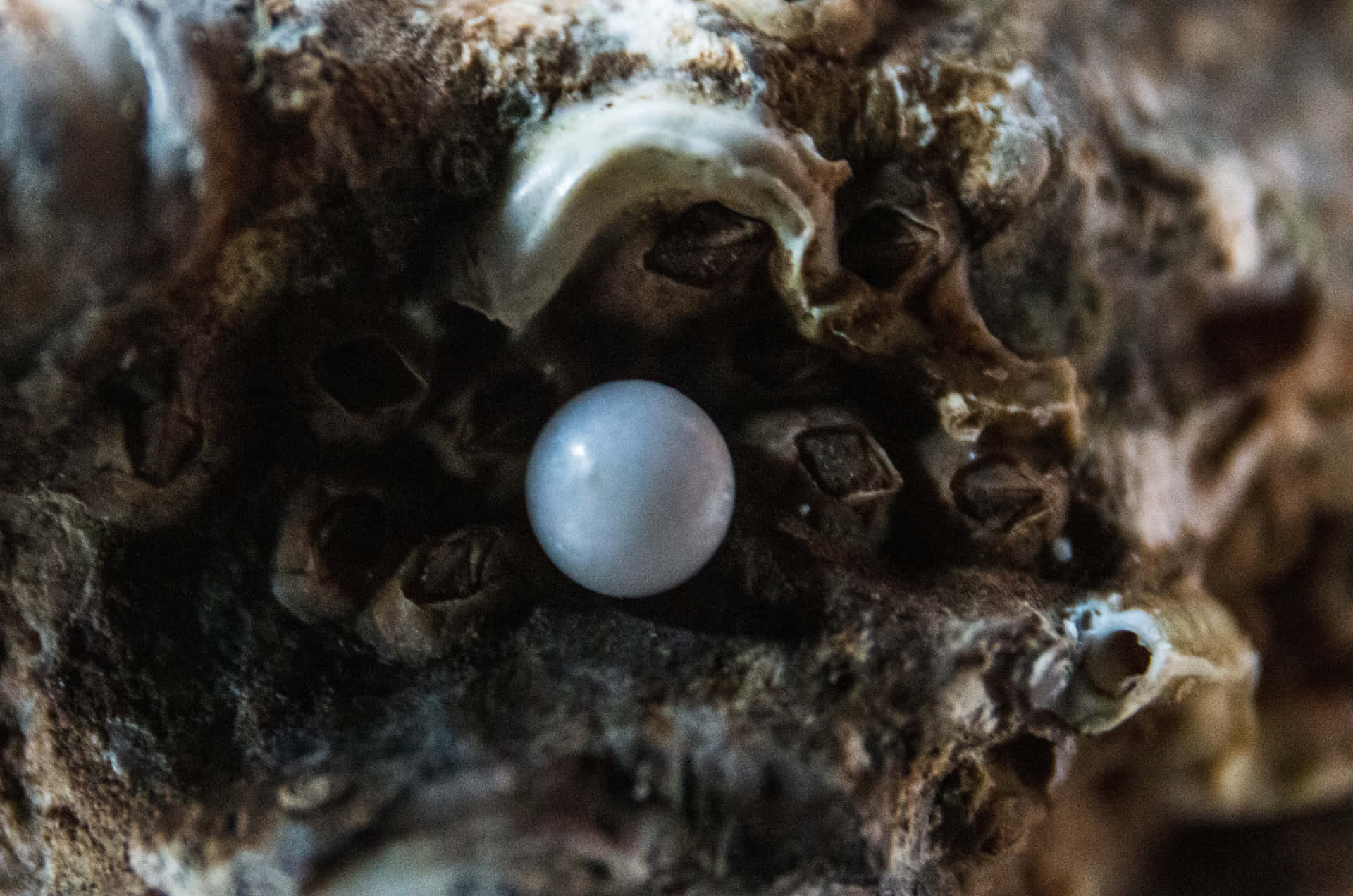 Natural Pearl Formed Inside an Oyster