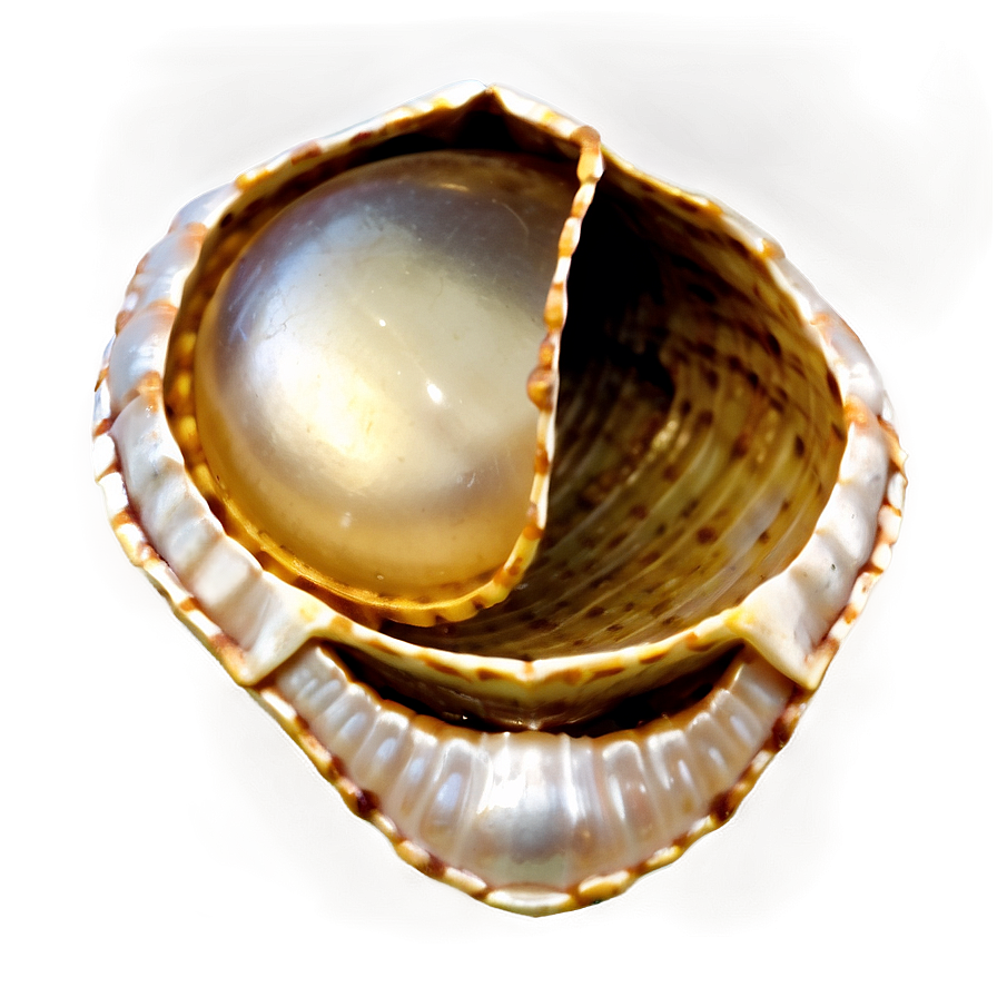Pearl Inside Shell Png Nyc PNG