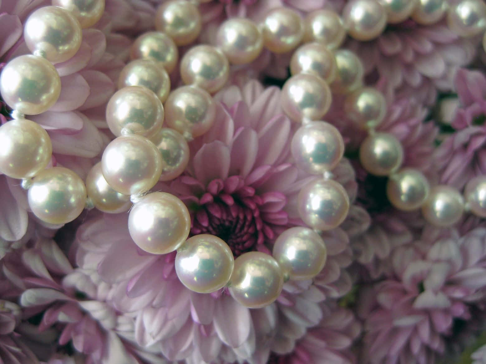 Pearl Necklaceon Pink Chrysanthemums Wallpaper