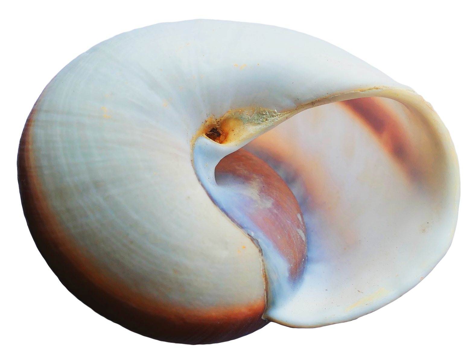 Pearlescent_ Nautilus_ Shell_ Closeup.png PNG