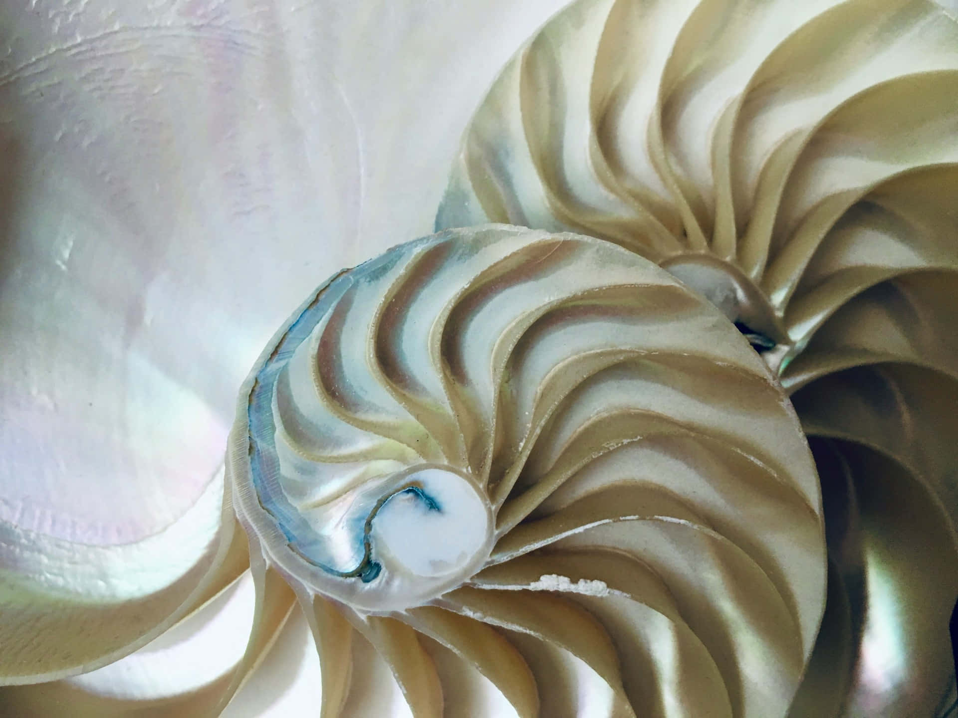 Pearlescent Nautilus Spiral Wallpaper