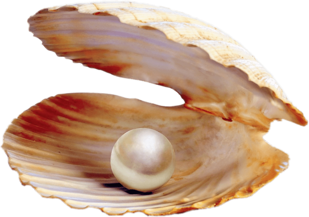 Pearlin Open Clam Shell PNG