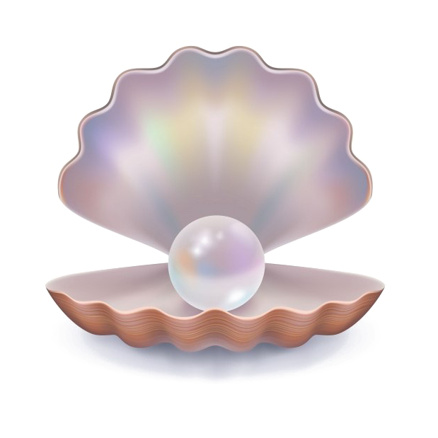 Pearlin Shell Illustration PNG